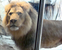 lion